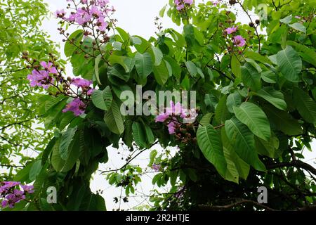 A flowering Lagerstroemia speciosa or Pride of India Giant Crape Myrtle; a deciduous ornamental tree with pink or purple flowers. Stock Photo