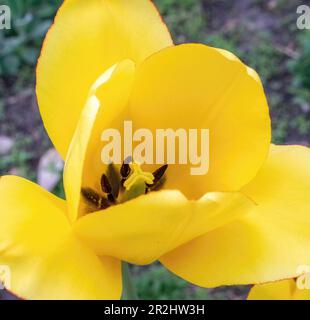 Closeup of a yellow tulip in full bloom in a spring garden in Taylors Falls, Minnesota USA. Stock Photo