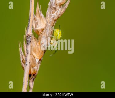 Side view of a cucumber green spider sitting on a dry grass ear in green back Stock Photo