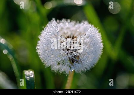 Morning dew in sunlight on Dandelion in Upper Bavaria in Germany Stock Photo