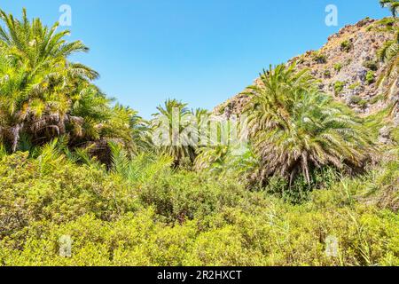 Preveli palm forest, Rethymno, Crete, Greek Islands, Greece Stock Photo