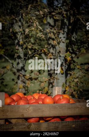 Hokkaido pumpkins in a wooden crate with a tree in the background Stock Photo