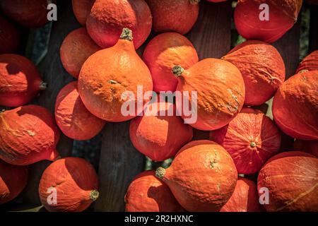 Lots of Hokkaido pumpkins in a wooden crate view from above Stock Photo