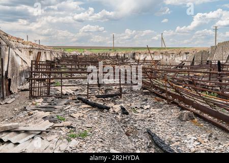 Completely destroyed pig farm during occupation of Farm Pershe Travnia of village Velyka Oleksandrivka of Kherson region seen on May 19, 2023 after liberation from Russian invasion. The farm was producing grain (wheat, barley, sunflower), meat (pork), and other products; with 100 employees and more than 3,000 hectares of fields, more than 1200 pigs. The farm was completely destroyed, all equipment, harvest from 2021, fertilizer, all buildings including storages for grain and places where pigs were kept and fed. After bombing pigs were either burned alive, some in panic jumped into the well. Se Stock Photo