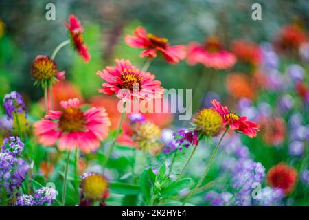 Tall Gold and Burgundy Coreopsis Tinctoria Wildflowers in the autumnal garden Stock Photo