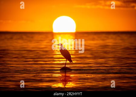 A heron sits on a stone in the Baltic Sea at sunset, Baltic Sea, Ostholstein, Schleswig-Holstein Stock Photo