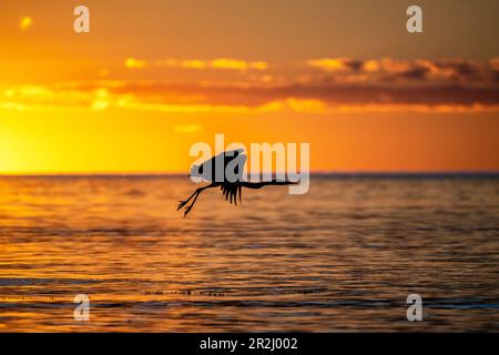 Herons in flight over the Baltic Sea at sunset, Baltic Sea, Ostholstein, Schleswig-Holstein Stock Photo