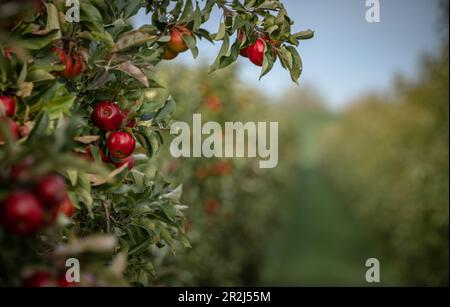 Red apples on an apple tree in Altes Land Stock Photo