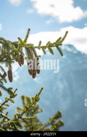 Pine cones on a fir tree in the mountains of the Alps Stock Photo
