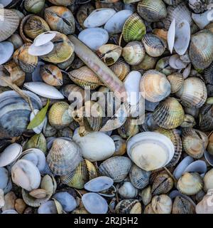 Lots of conch shells on the beach. Stock Photo
