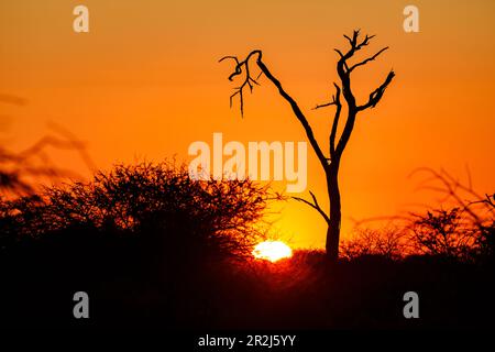 A dead tree in the African bush silhouetted against a bright sun at sunset Stock Photo