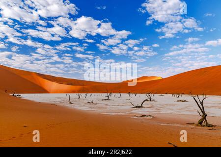 Remains of old trees can be found in Dead Vlei amidst red sand, Sossusvlei, Namib Desert, Namibia, West Africa Stock Photo