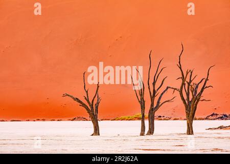 Dead trees in Dead Vlei in the Namib Desert near Sossusvlei, Namiba, Africa Stock Photo