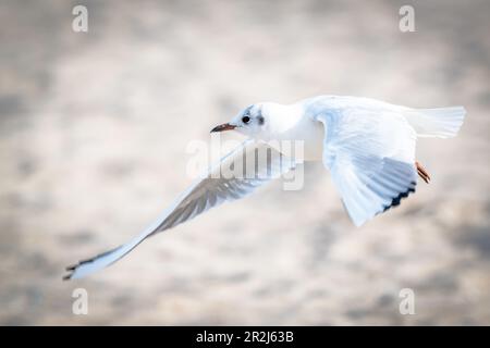 Seagull in flight Stock Photo