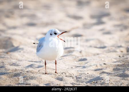 Seagull with open beak on the sand, beach Stock Photo
