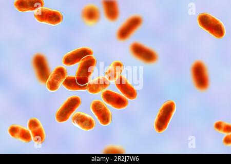 Prevotella bacteria, illustration Stock Photo