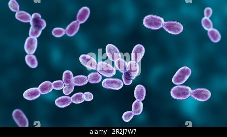 Rhodotorula fungi, illustration Stock Photo