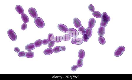 Rhodotorula fungi, illustration Stock Photo