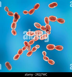 Rhodotorula fungi, illustration Stock Photo