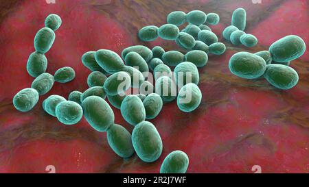 Rhodotorula fungi, illustration Stock Photo