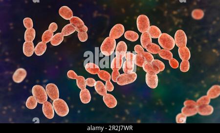 Rhodotorula fungi, illustration Stock Photo