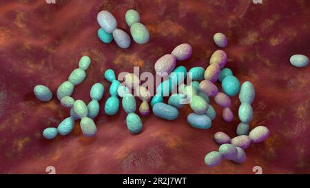 Rhodotorula fungi, illustration Stock Photo