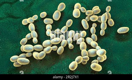 Rhodotorula fungi, illustration Stock Photo