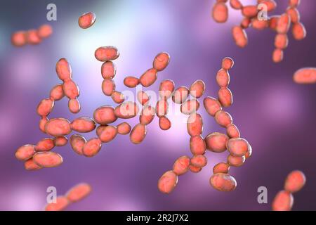 Rhodotorula fungi, illustration Stock Photo