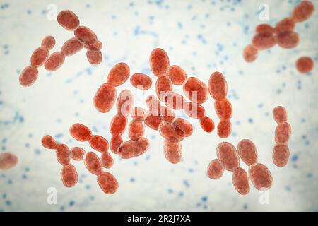 Rhodotorula fungi, illustration Stock Photo