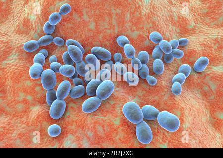 Rhodotorula fungi, illustration Stock Photo