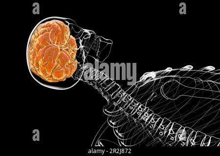 Human brain, illustration Stock Photo