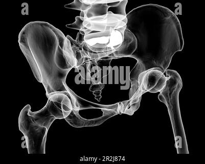 Anatomy of the pelvis bones, illustration Stock Photo