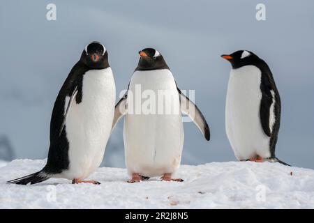 Gentoo penguins (Pygoscelis papua), Petermann Island, Antarctica, Polar Regions Stock Photo