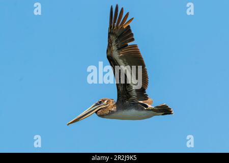 Brown Pelican (Pelecanus occidentalis) looking for fish at Nosara Beach and river mouth, Nosara, Guanacaste Province, Costa Rica, Central America Stock Photo