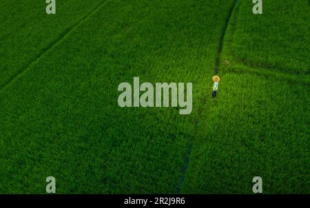 Aerial view rice field worker near Ubud, Ubud, Bali, Indonesia, South East Asia, Asia Stock Photo