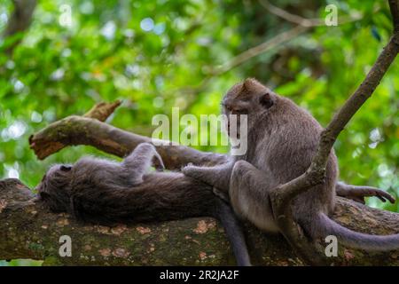 Long tailed Macaque monkeys in Sacred Monkey Forest Sanctuary, Ubud, Kecamatan Ubud, Kabupaten Gianyar, Bali, Indonesia, South East Asia, Asia Stock Photo
