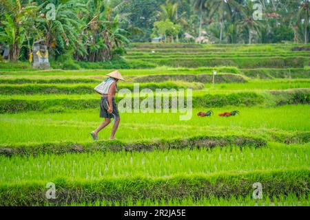 View of worker in rice fields near Ubud, Ubud, Kabupaten Gianyar, Bali, Indonesia, South East Asia, Asia Stock Photo