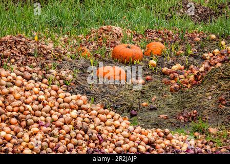 Focus stacking image of onions dumped in large numbers in a field and some Hokkaido, affluent society in Germany Stock Photo