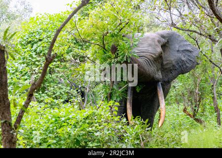 Elephants feeding in the bush in Mole National Park in the Savannah Region of northern Ghana in West Africa Stock Photo