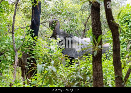 Elephants feeding in the bush in Mole National Park in the Savannah Region of northern Ghana in West Africa Stock Photo