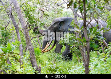 Elephants feeding in the bush in Mole National Park in the Savannah Region of northern Ghana in West Africa Stock Photo