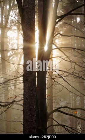 Morning light in autumn forest, Bavaria, Germany Stock Photo