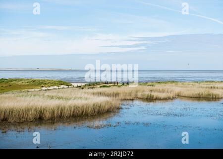Lagoon and beach, Wadden Sea, Schillig, Wangerland, East Frisia, Lower Saxony, North Sea, Germany Stock Photo