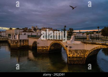 Flying seagull in the morning light over the Ponte Romana, Tavira, Algarve, Portugal Stock Photo