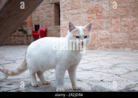 a homeless orange-white cat walk on a floor background near the city of Petra.Jordan Stock Photo