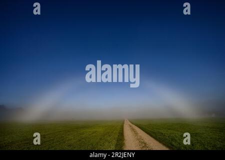 Fog bow, white rainbow in front of a wall of fog in an open field Stock Photo