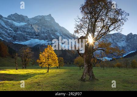 Sycamore maple (Acer pseudoplatanus), Großer Ahornboden, Karwendel, Tyrol, Austria Stock Photo