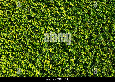 Green Wall with Sunlight in Morcote, Ticino, switzerland. Stock Photo