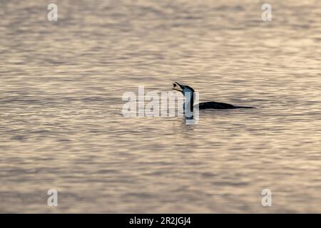 Australian Pied Cormorant swimming in open water in Rabi Bay, Cleveland in Queensland, Australia wrestling with a small fish in its beak. Stock Photo