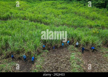 Aerial view of workers harvesting sugar cane in a field owned and operated by Renegade Cane Rum Distillery, near Redgate, Saint Andrew, Grenada, Carib Stock Photo